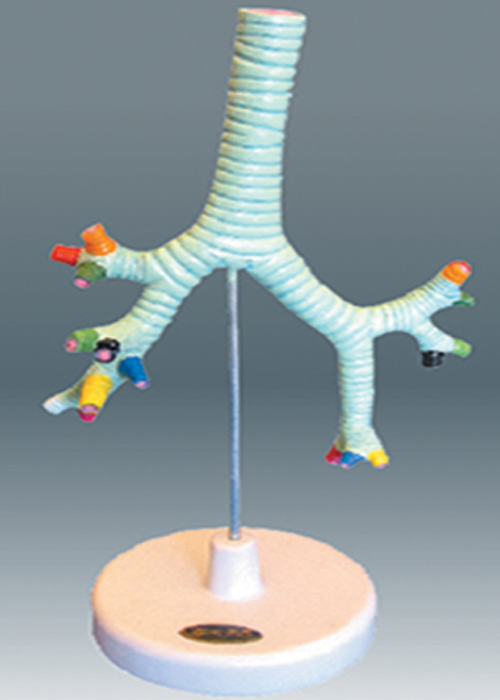 Mô hình khí quản